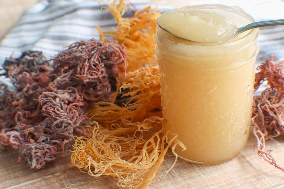 Sea Moss Dried