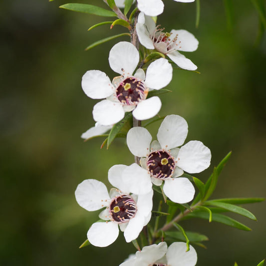 Manuka Essential Oil