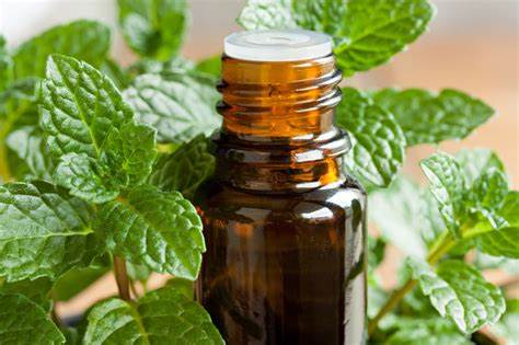 Spearmint Essential Oil