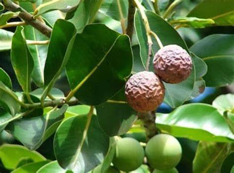 Calophyllum Essential Oil