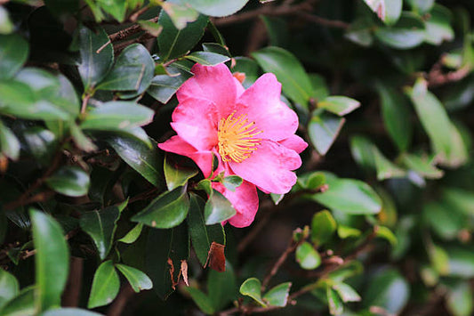 Camellia Carrier Oil