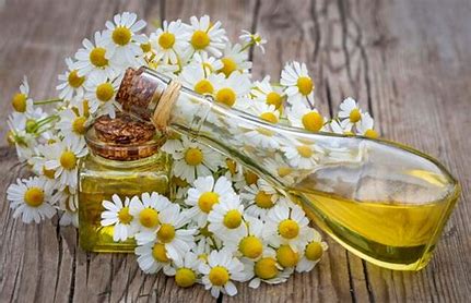 Camomile Essential Oil