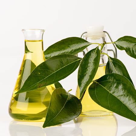 Camphor Essential Oil