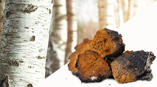 Chaga Mushroom Extract Powder