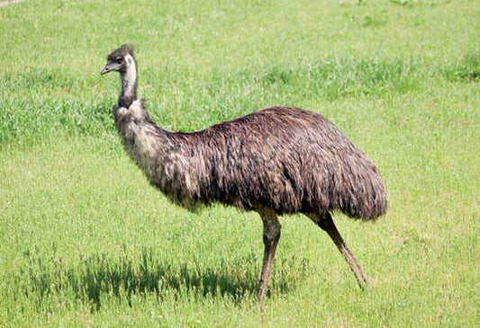 Emu Oil