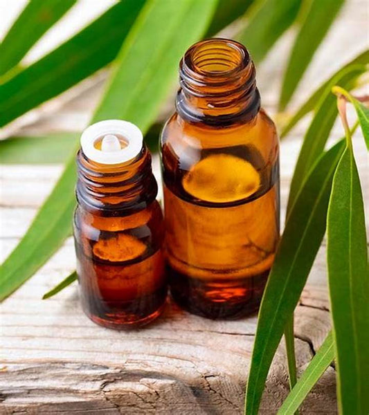 Eucalyptus Essential Oil
