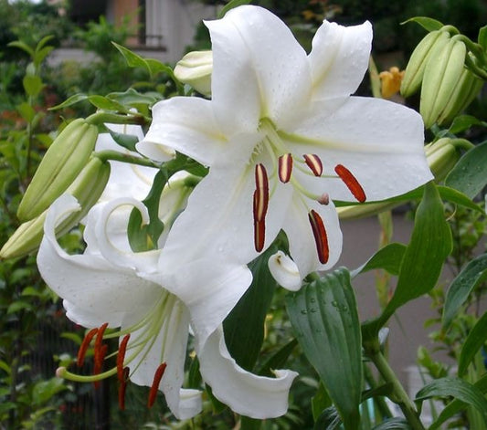 Lily Essential Oil