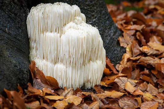 Lion's Mane Mushroom Extract Powder