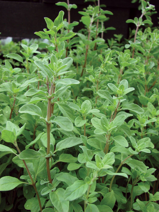 Marjoram Essential Oil