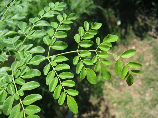 Moringa Oil