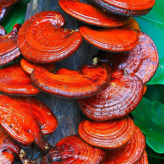 Red Reishi Mushroom Powder