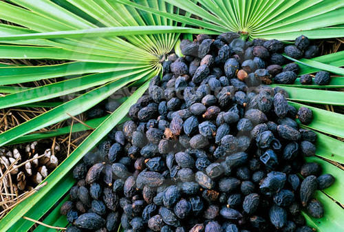 Saw Palmetto Oil