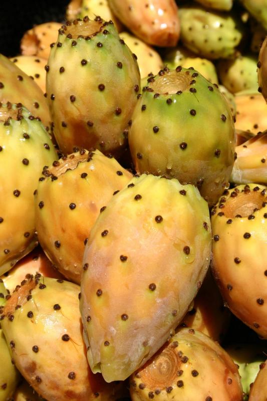 Spinal Fig Essential Oil