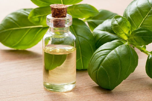 Sweet Basil Essential Oil