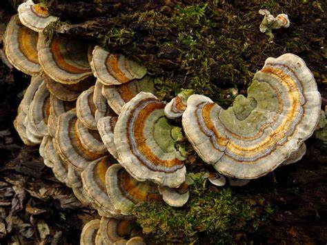 Turkey Tail Mushroom Extract Powder