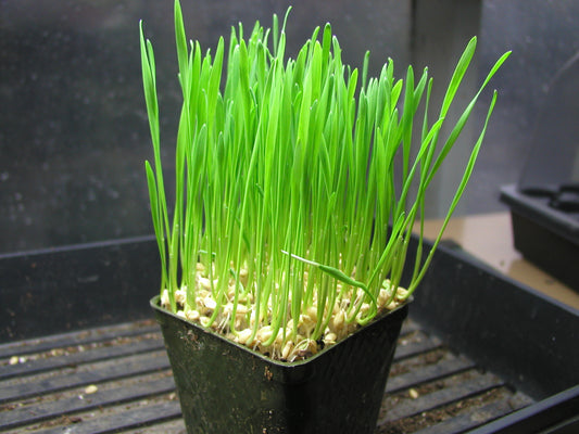Wheat Grass Powder