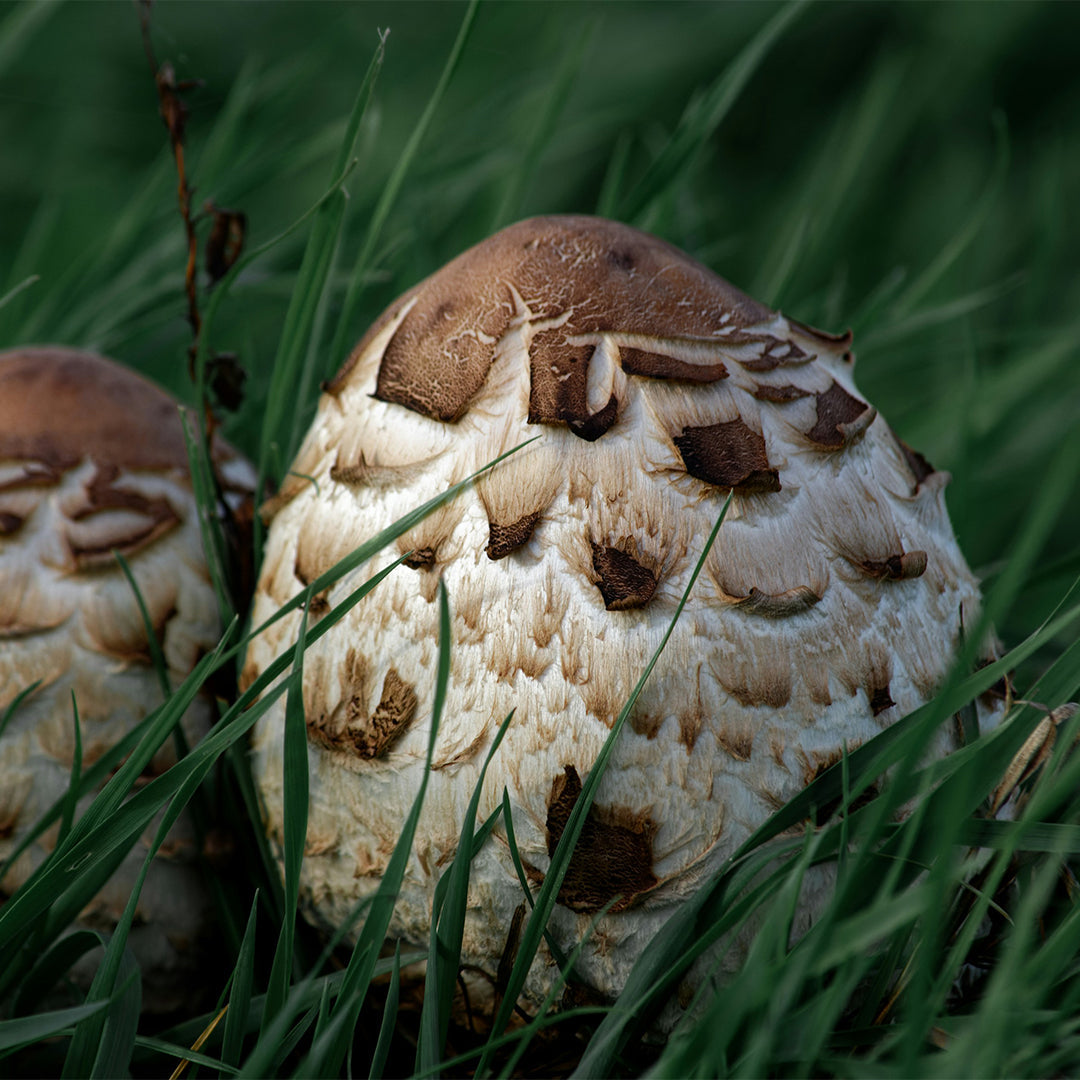 Organic Mushrooms