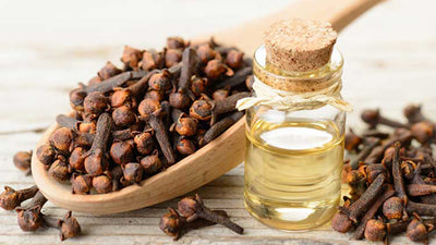 Clove Bud Oil