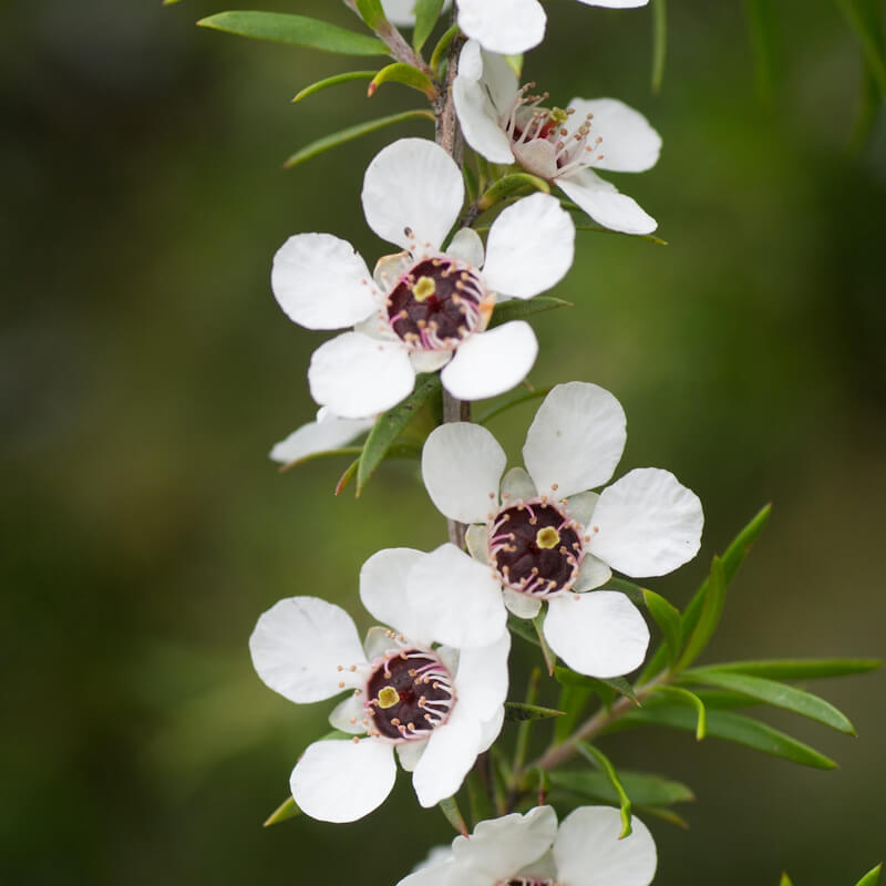 Manuka Essential Oil