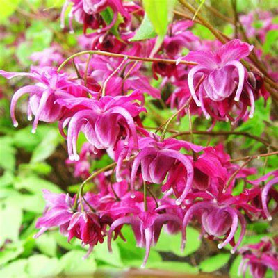 Epimedium Tea