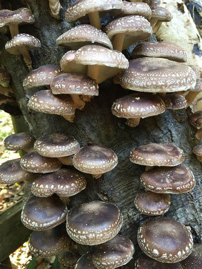 Shiitake Mushroom Powder from Herbaty Organics