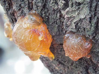Amber Essential Oil