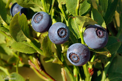 Bilberry Powder