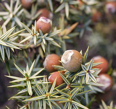 Cade Essential Oil