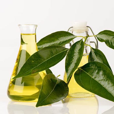 Camphor Essential Oil