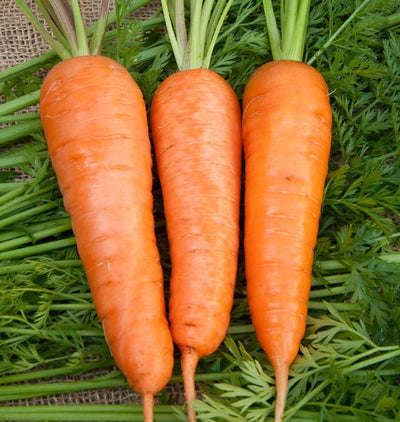 Carrot Fruit Oil