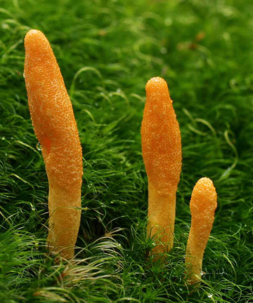 Cordyceps Mushroom Extract Powder