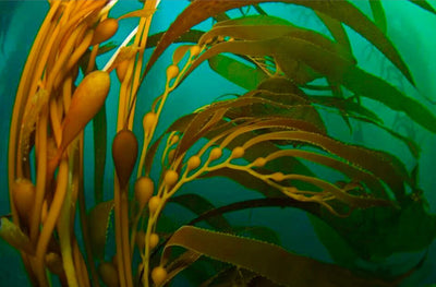 Kelp Powder