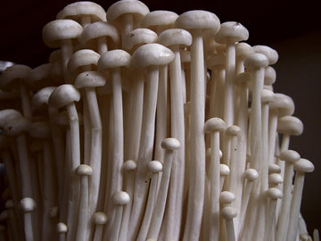 Enoki Mushroom Extract Powder