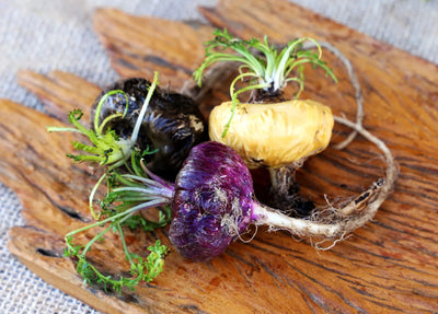 Maca Mix Mushroom Powder