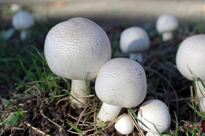 White Fungus Mushroom Powder