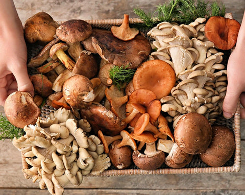 Mushroom Complex Extracts Powder