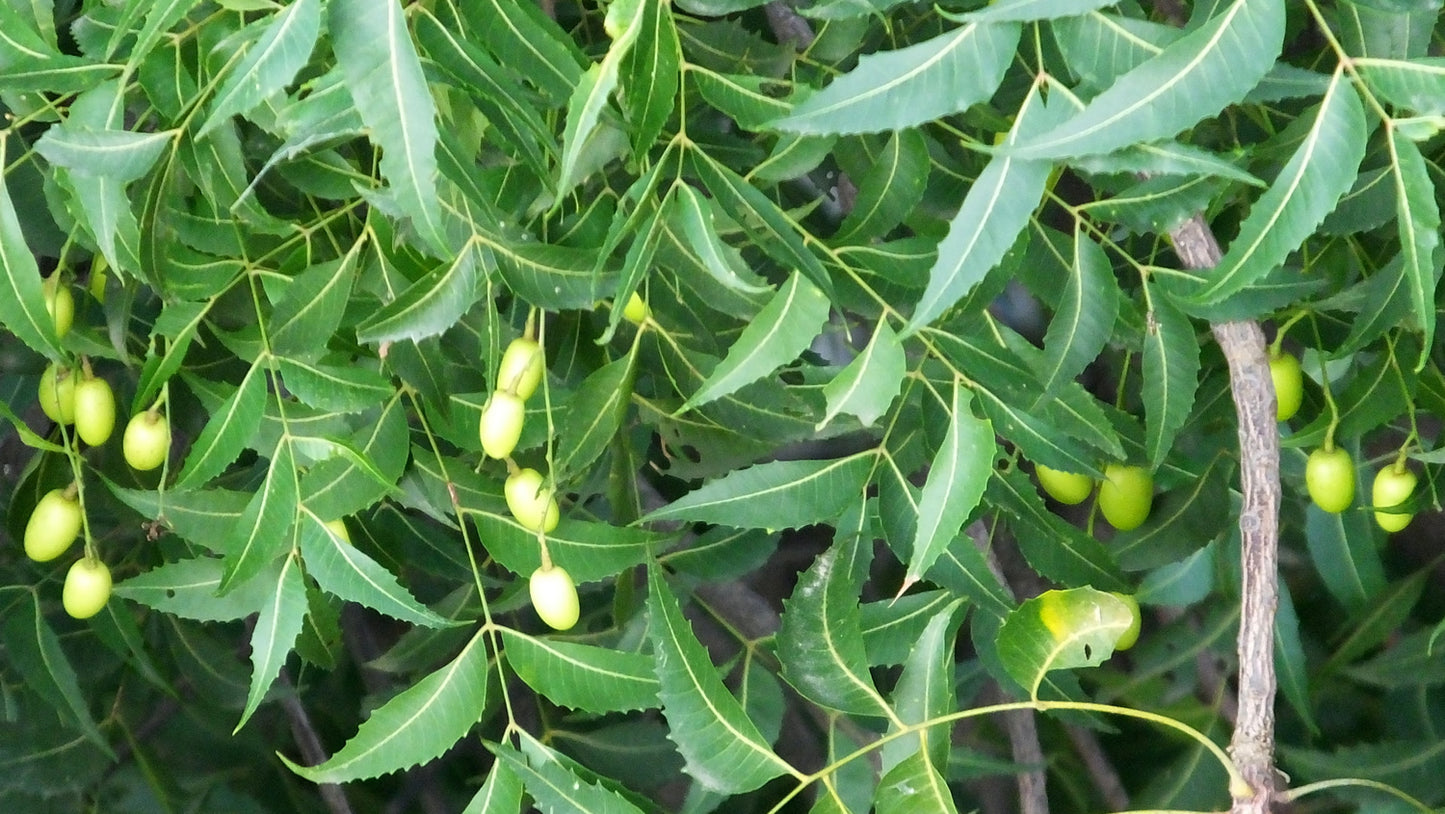 Neem Powder