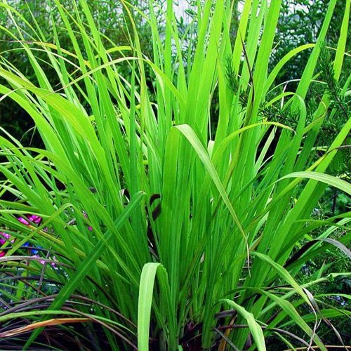 Palmarosa Essential Oil