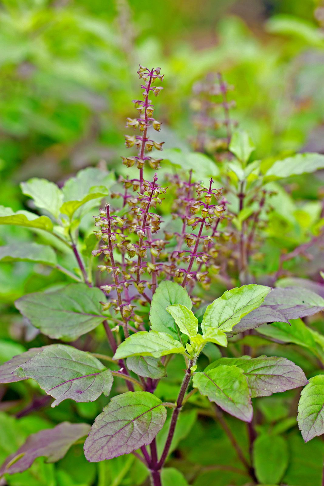 Holy Basil Essential Oil