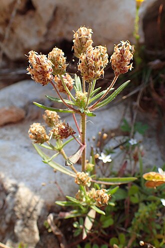 Psyllium Husk Powder