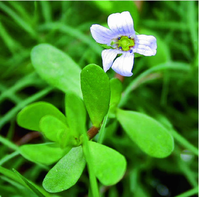 Brahmi Powder