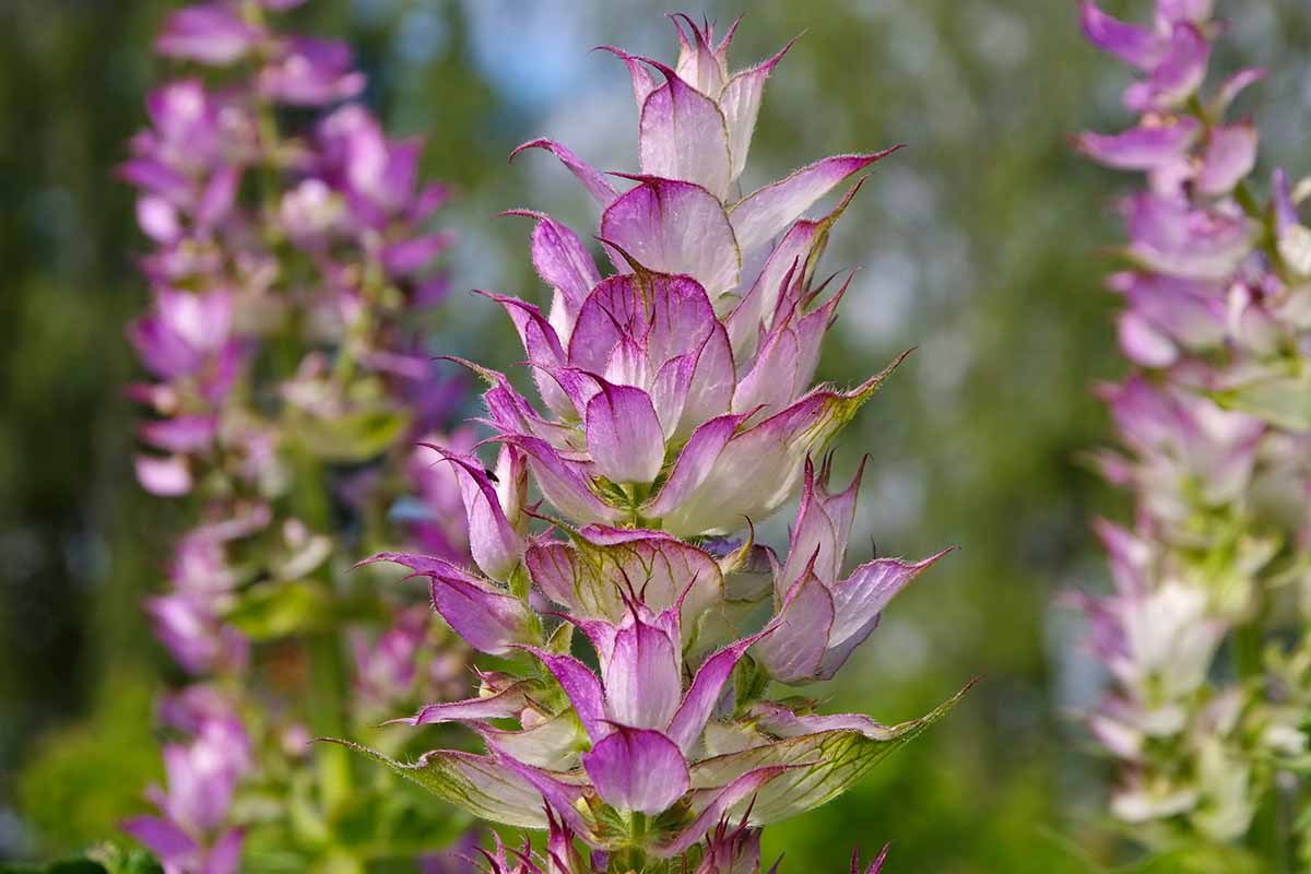 Clary Sage Essential Oil