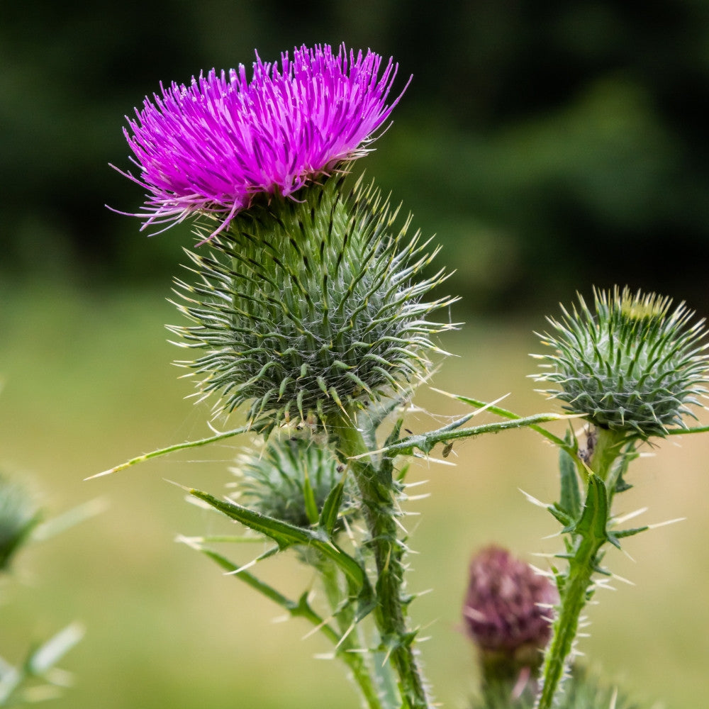 Milk Thistle Powder