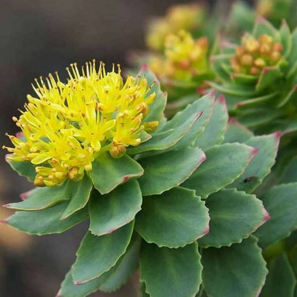 Rhodiola Root Powder