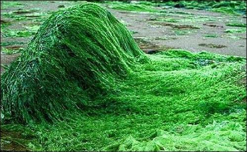 Spirulina Powder