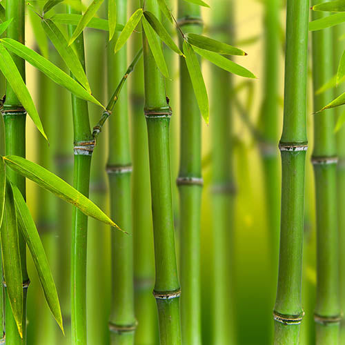 Bamboo Powder
