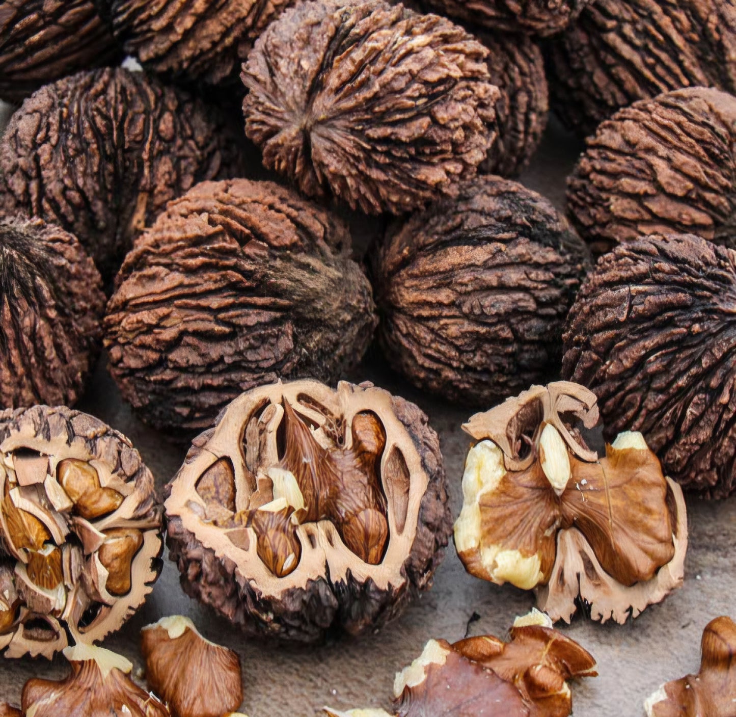 Black Walnut Oil