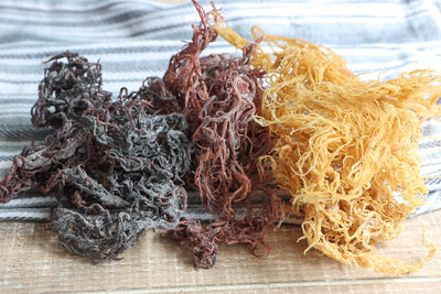 Sea Moss Dried from Herbaty Organics