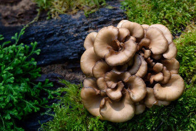 Maitake Mushroom Extract Powder