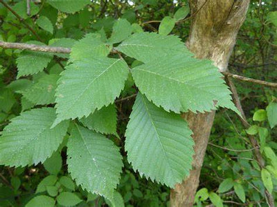 Slippery Elm Powder